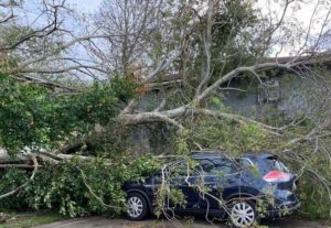 An aftermath of Hurricane Ida, a tree fell on a company car.